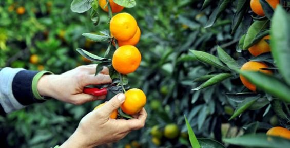 Dünyanın narenciye hazinesi Adana’da